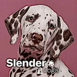 sʟᴇɴᴅᴇʀ.ᴅᴏɢsᶜʰᵃᶰᶰᵉᶫ