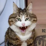 Mood - funny memes