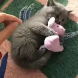 Aww Cute - Nice video.