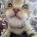 Music - songs online