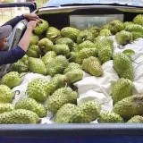 FRUTOS DE FUENTE - Frutas y hojas