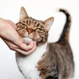 Sparkme_cats - котики из приюта