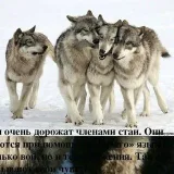 The pack is a wolf pack of humor