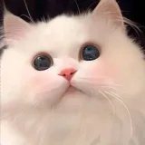 Stickers- Telegram stickers