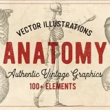Anatomy - анатомия человека