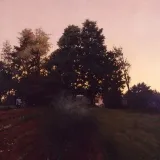 Arborista- nature and forest