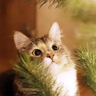 The Cat House - дом для котиков