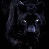 Thunder Script - скрипты