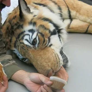 Tiger gifs - гифки с тиграми