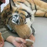 Tiger gifs - гифки с тиграми