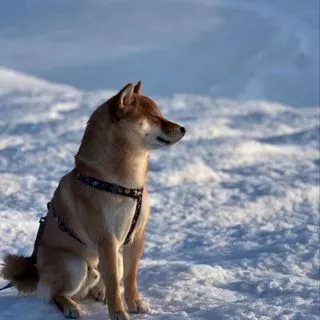 Shiba Hoshiko - тренировки и влоги