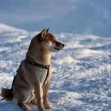Shiba Hoshiko - entrenamiento y vlogs