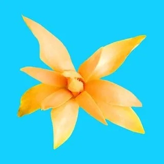 Top Tropicals Plants & Cats - тропические растения