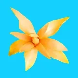 Top Tropicals Plants & Cats - тропические растения