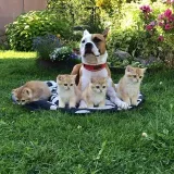 Santa Aurora gatos británicos