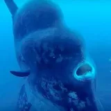 Investigación oceánica inexplorada