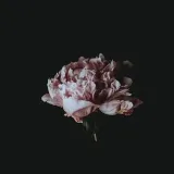 Obliviate - Мысли и заметки