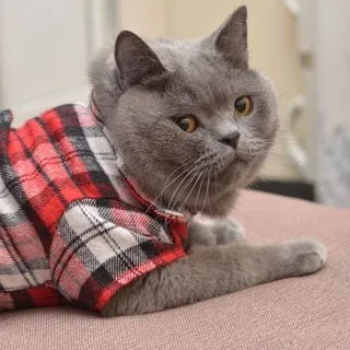 UpWorkCat - Freelance en el trabajo