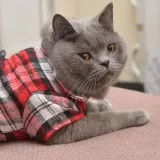UpWorkCat - Freelance en el trabajo