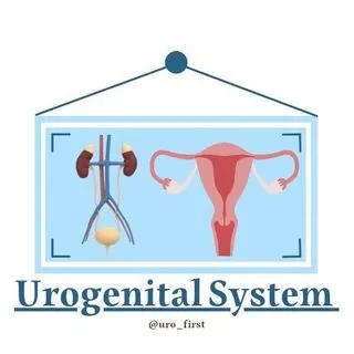 Urogenital System - медицина