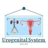 Urogenital System - медицина