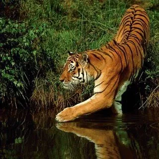 Wildlife - природа и путешествия