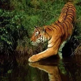 Wildlife - nature and travel