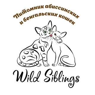 Wild Siblings - бенгальские и абиссинские котята
