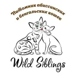 Hermanos salvajes - Bengala y los gatitos abisinios