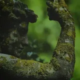 Resistencia a los bosques - bosque y naturaleza