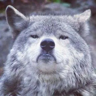 Похождения псины🐺 18+