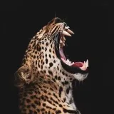 Women’s Safari - женский клуб