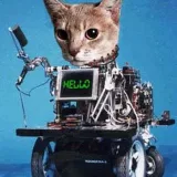 Funny Botty - Meme Cats