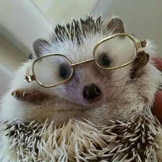 Hedgehogs Everyday - ежики