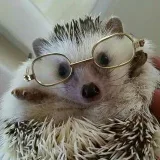 Hedgehogs Everyday - hedgehogs