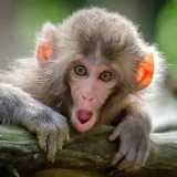 Funny Animals — Топовые видео с животными