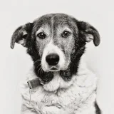 Yupianimals - help dogs